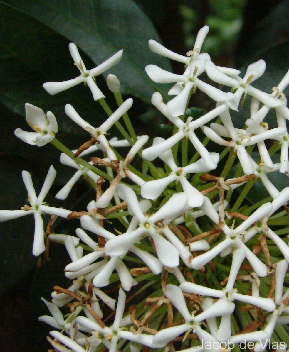 Ixora finlaysoniana Wall. ex G.Don